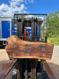 Live Edge Black Walnut Slab 49"Lx16-24"Wx3"T